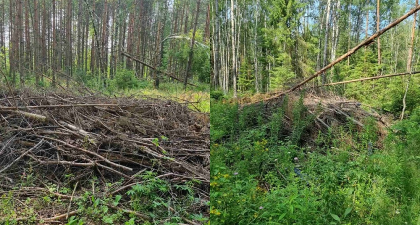 В лесу в Судогодском районе устроили свалку после рубки деревьев 