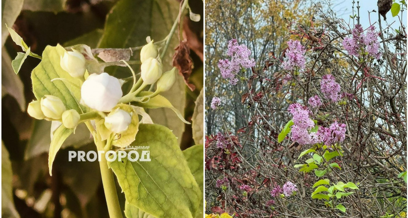 Природная аномалия: во Владимирской области зацвели сирень и жасмин