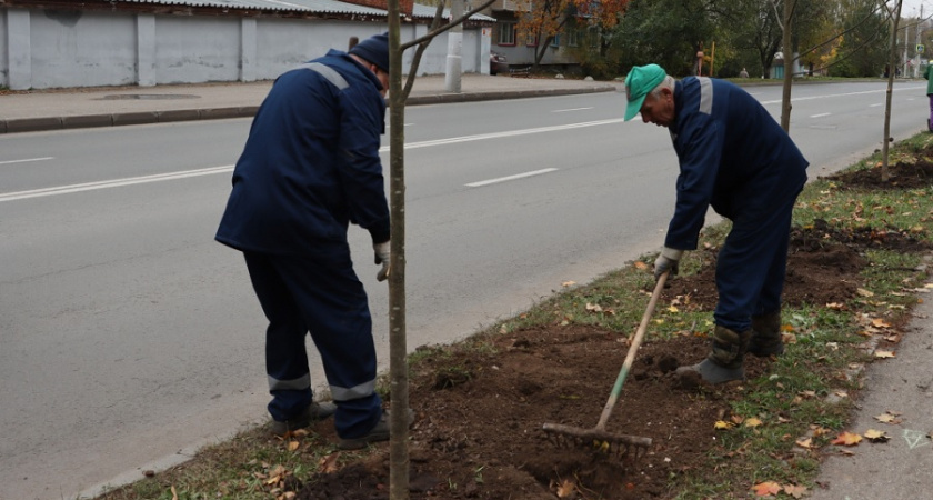 Во Владимире началась компенсационная высадка деревьев 