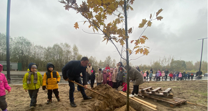 В Покрове, где строится новая школа, высадили 30 красных дубов