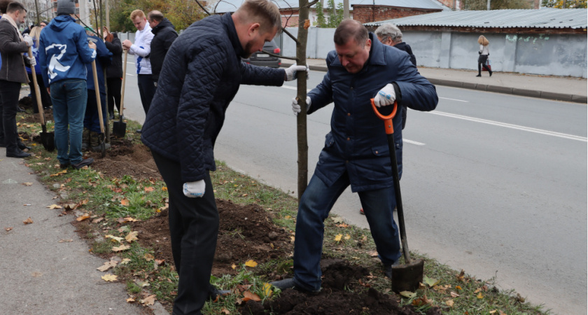 Во Владимире приступили к посадке деревьев взамен пораженных ясеневой изумрудной златкой