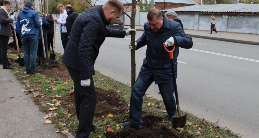 Фото к статье: Во Владимире приступили к посадке деревьев взамен пораженных ясеневой изумрудной златкой