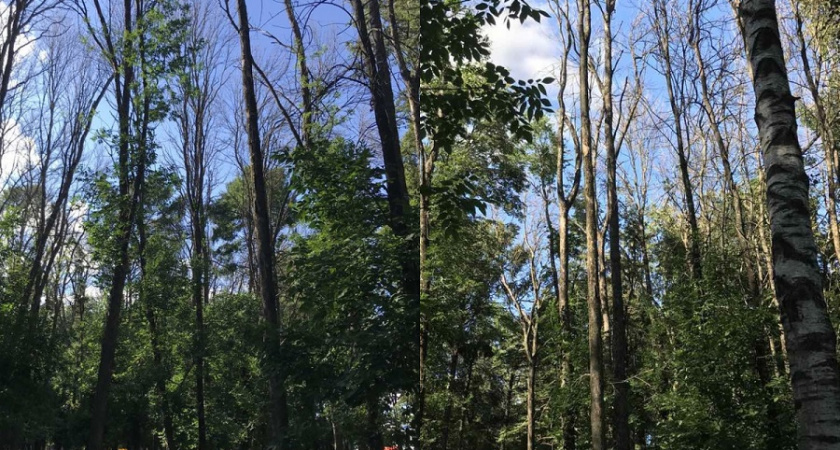 В Центральном парке во Владимире вырубят более двух сотен деревьев 