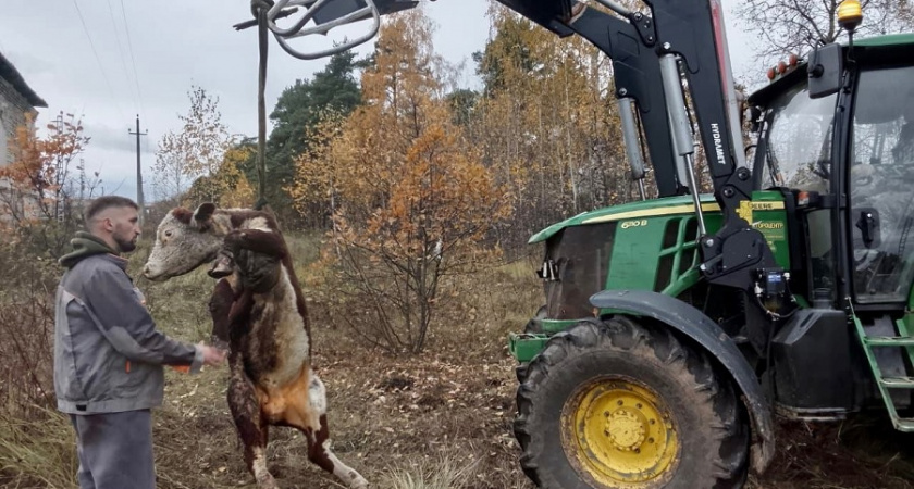 В Петушинском районе спасатели вытащили быка, который провалился в ливневую канализацию