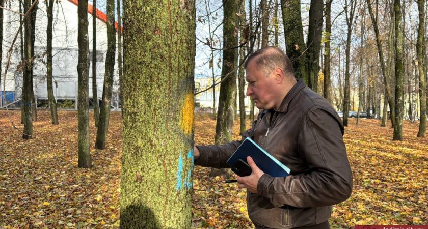 Во владимирских парках специалисты детально обследуют деревья на предмет заражения ясеневой златкой