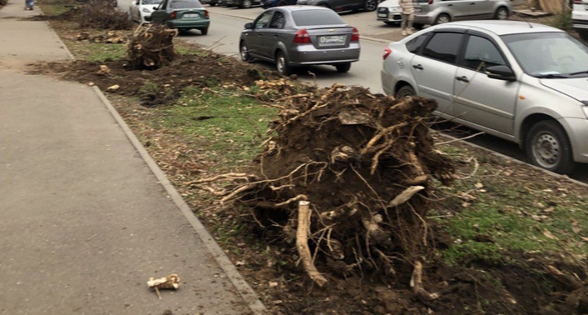 В Центральном парке Владимира пораженные златкой деревья решили вырубить