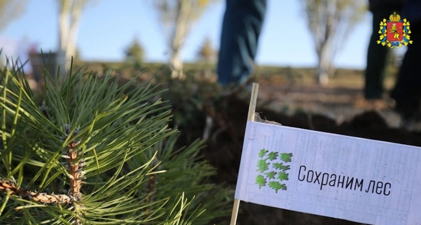 Фото к статье: Во Владимирской области высадили более 136,5 тысяч саженцев сосны и ели