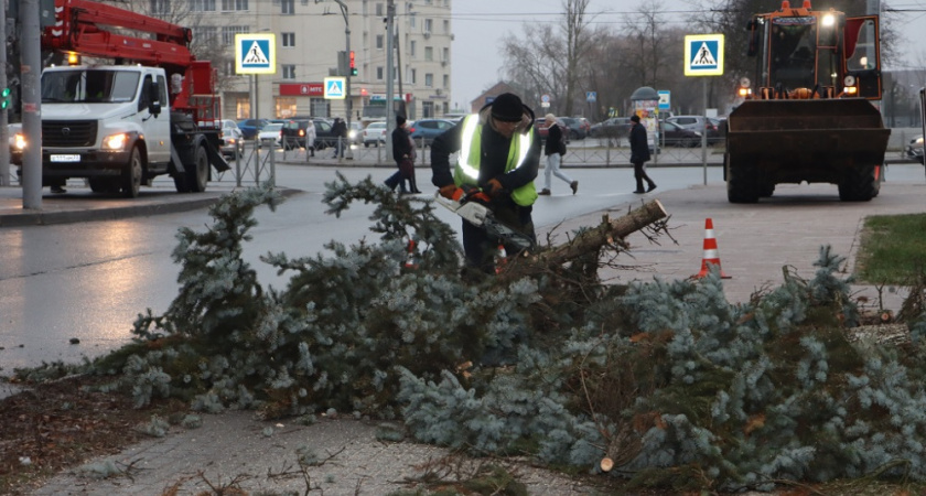 На площади Победы во Владимире начали вырубать больные ели 