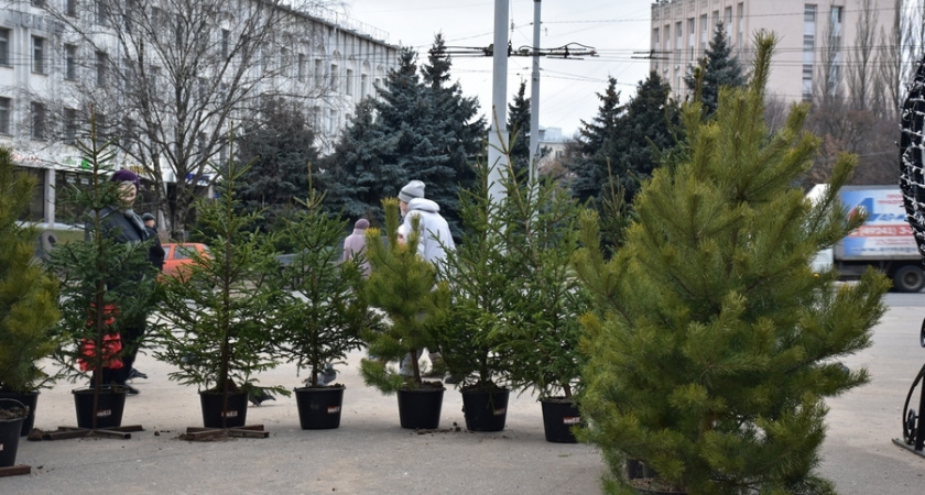 В горадминистрации рассказали, где и когда откроются елочные базары