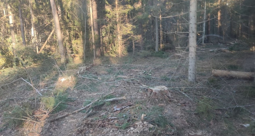 Из-за вырубки деревьев в охотничьих угодьях Владимирской области снизилась популяция животных