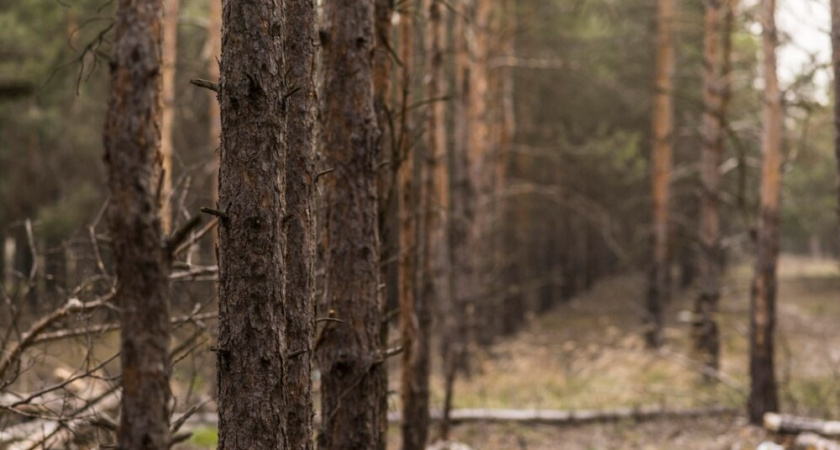 Прокуратура объявила предостережение "Владлесхозу" из-за неработающей системы навигации 