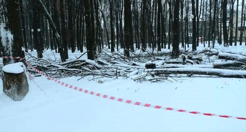 В Центральном парке во Владимире вырубают больные деревья 