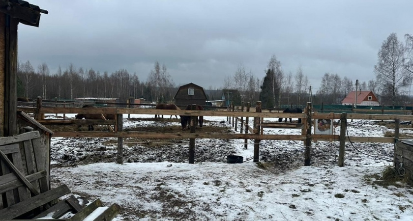 В Киржаче возбудили уголовное дело после падения 10-летней девочки с лошади 