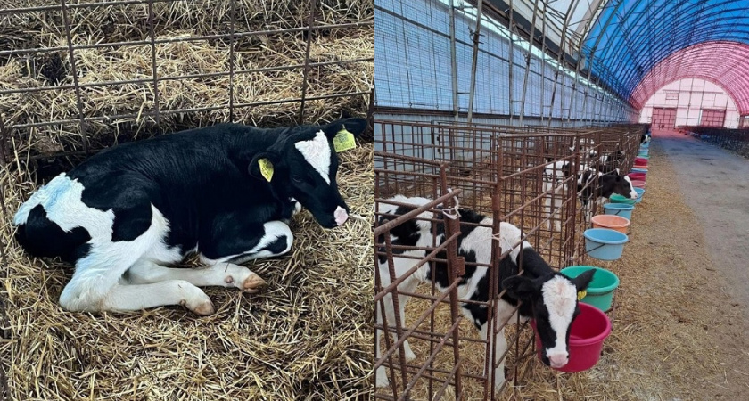 Бычок из Владимирской области признан лучшим в России по племенной ценности