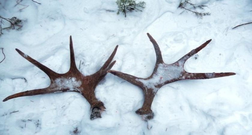 Подведены итоги охотничьего надзора во Владимирской области за 2024 год