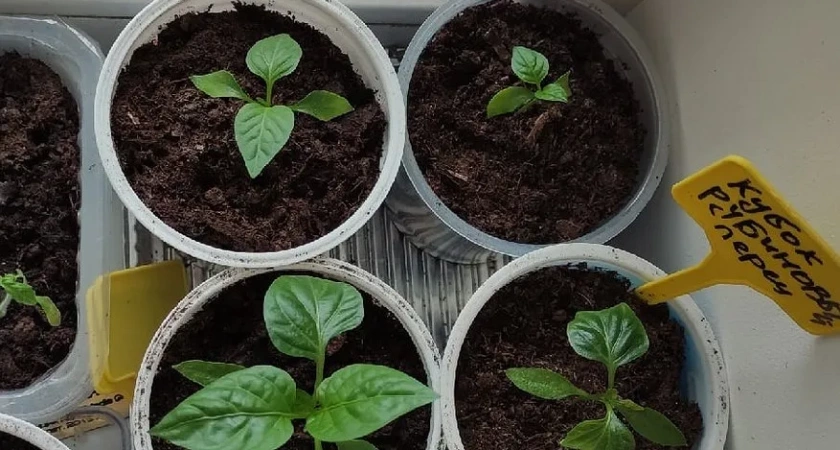 1 ложка на 1 литр — и рассада перцев будет крепкой, как молодые дубки: угостите ее этой подкормкой