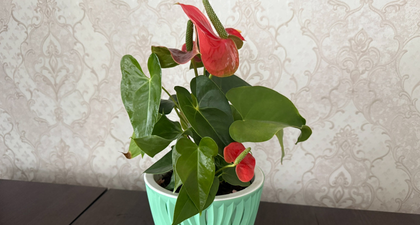 Помогут достичь гармонии: эксперт назвал 5 растений, которые должны быть почти в каждой квартире