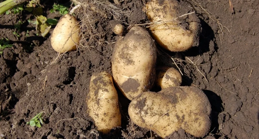 Меняем метод посадки картофеля — урожайность увеличится в три раза: как это делать правильно