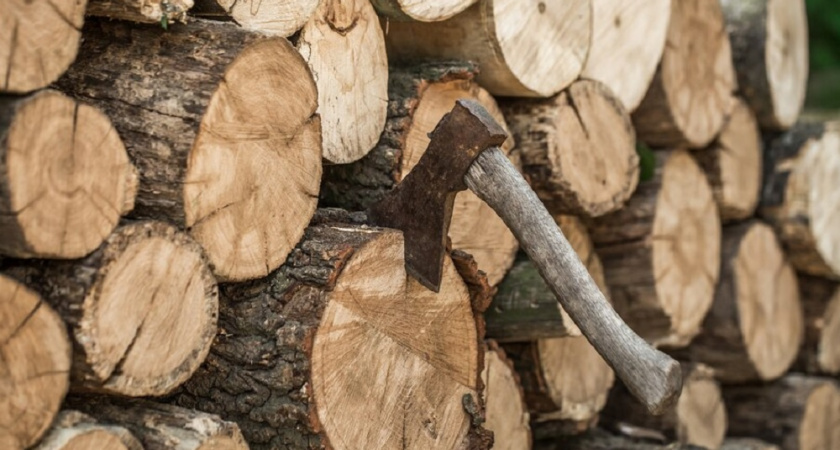 В Гороховецком районе арендатор заплатит 2,3 млн рублей за незаконную вырубку леса 