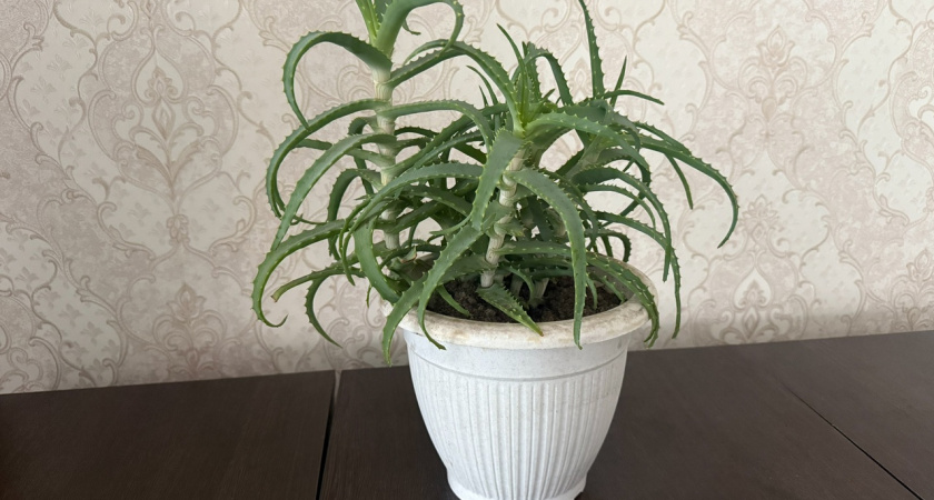 Комнатные цветы, притягивающие успех: эти 3 растения способны изменить жизнь к лучшему