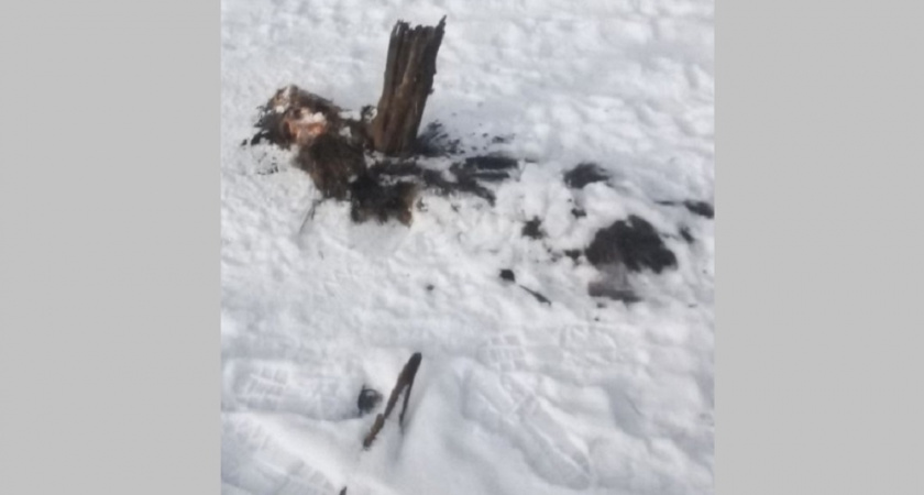 В Камешковском районе обнаружили труп провалившегося под тонкий лед лосёнка