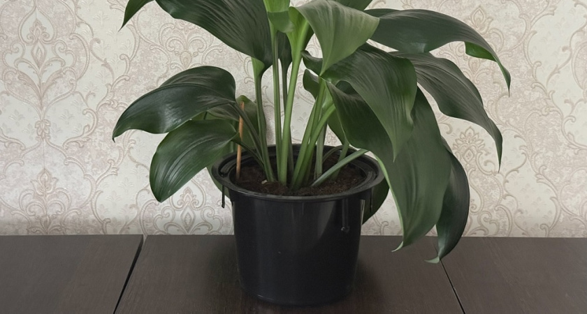 Жительница Ковровского района нашла тайник с золотом в цветке и попала под следствие 