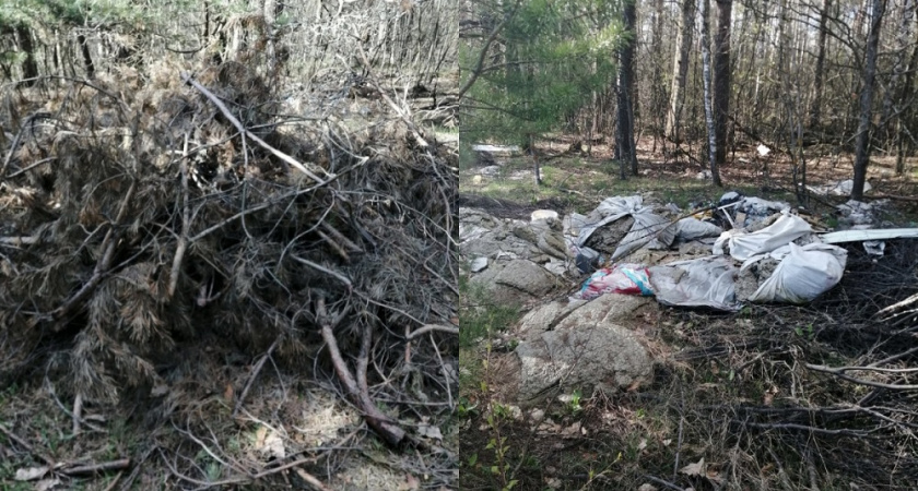 Суд обязал Минлесхоз убрать огромную свалку в лесу под Петушками