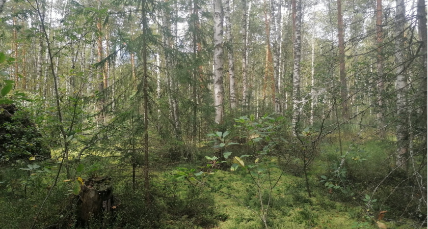 Во Владимирской области ожидается высокая пожарная опасность в мае