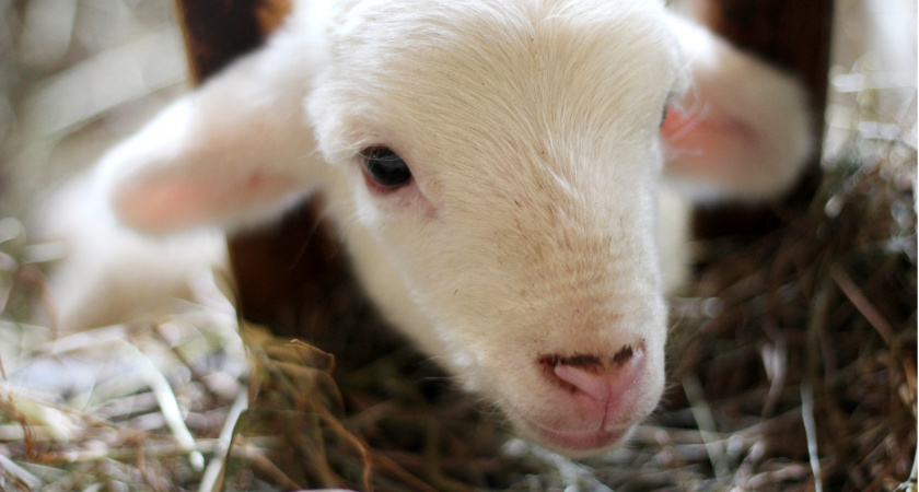 Прокуратура Владимира выявила нарушения в открытой на госсредства овчарне