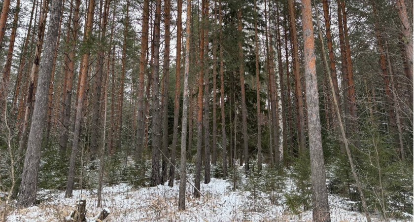 Во Владимирской области стартовала подготовка к весенней посадке леса