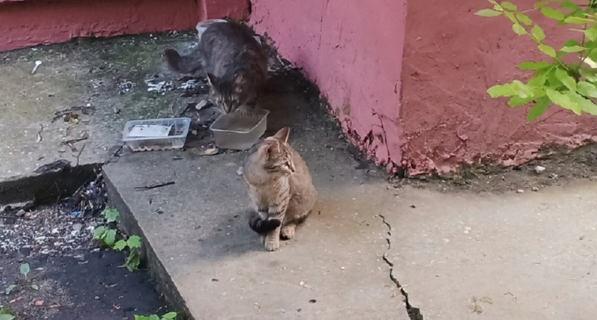 В Коврове обнаружили кошку с подозрением на бешенство
