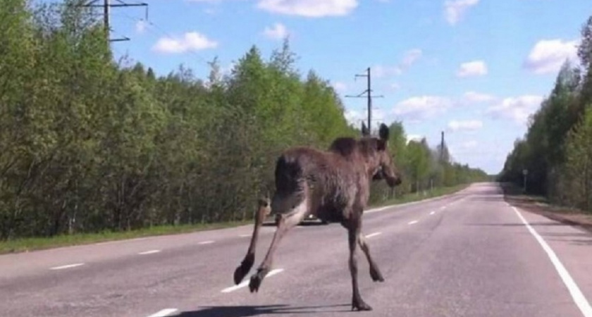 Во Владимирской области назвали самые опасные районы из-за весенней миграции диких животных