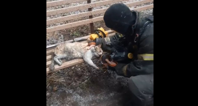 Владимирские спасатели реанимировали пострадавших при пожаре котят 