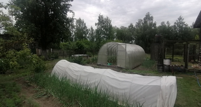 Забудьте про покупные удобрения: этот секрет знают только опытные дачники