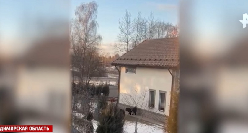 Бастрыкин поручил возбудить уголовное дело по факту нападения собак на людей в Киржаче