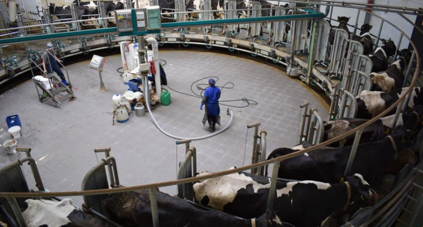 Во Владимирской области пройдёт чемпионат по доению коров