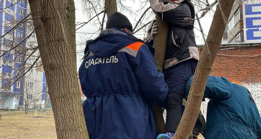 В Коврове спасатели пришли на помощь застрявшей на дереве девочке 