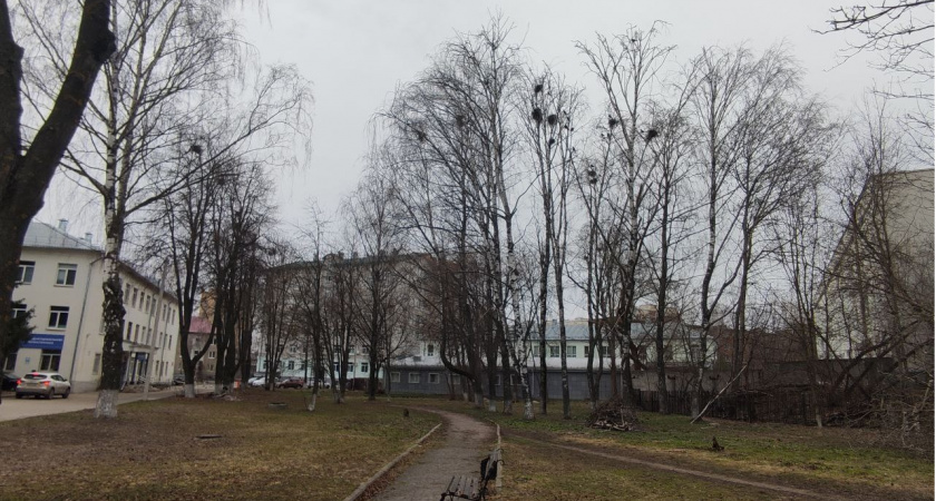 Фото к статье: Россельхознадзор обязывает собственников в Муроме спилить деревья со златкой