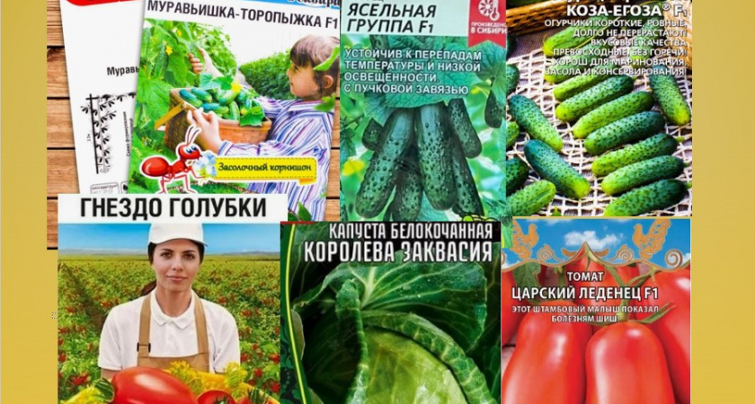 Фото к статье: Во Владимирской области забраковали «Царский леденец» и «Королеву-заквасию»