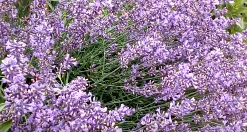 Как в Италии: 6 растений, которые превратят ваш сад в курортную зону и создадут южное настроение