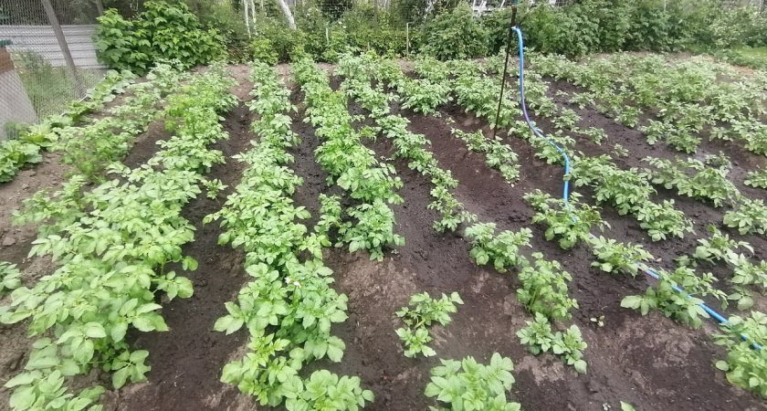 "Сажайте картофель только так - невероятный урожай обеспечен": способ с картоном от опытного дачника
