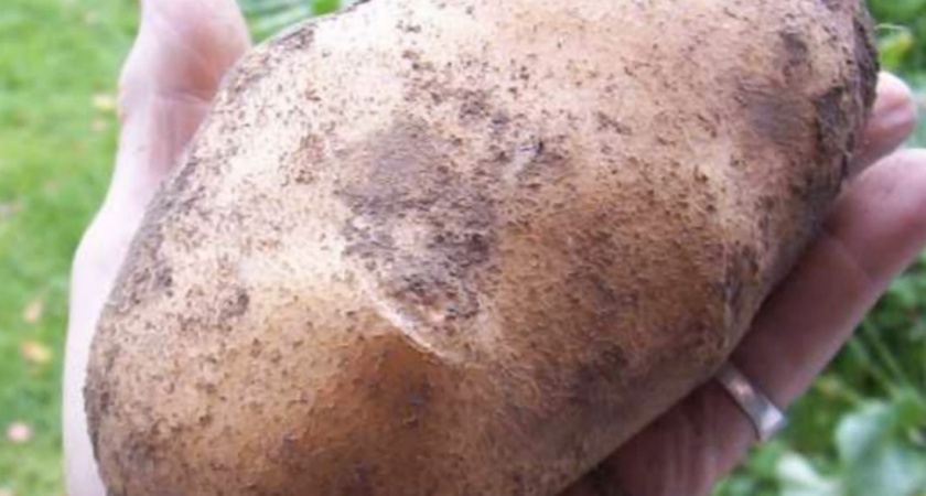 Как вырастить картошку размером с 2 кулака: запомните этот секрет опытных огородников