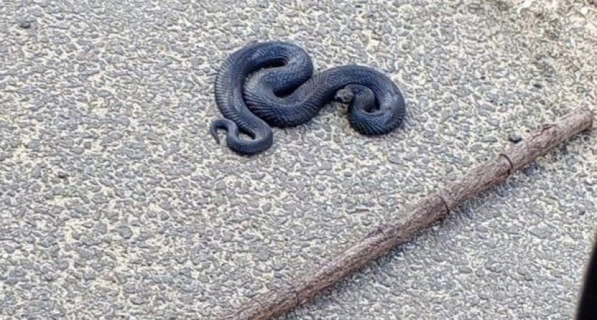 В Ковровском районе заметили гадюку