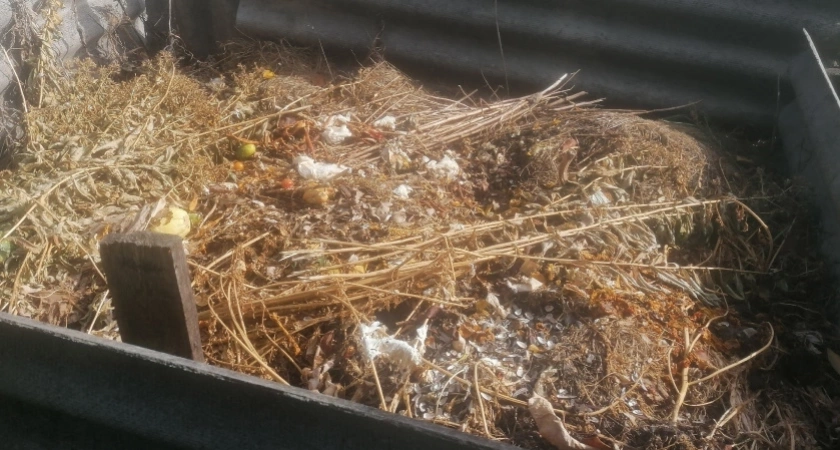 Бабушкин лайфхак: как превратить ботву в золото для вашего огорода - урожаи будут рекордные