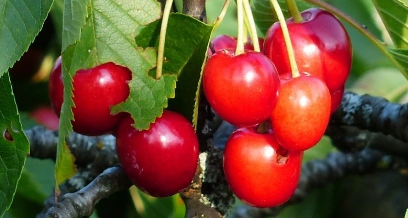 Когда и как правильно обрезать вишню: ошибки, которые лишают вас урожая