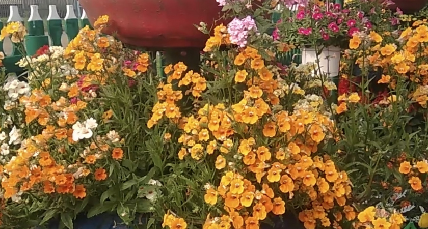 "Как огненная немезия стала королевой моего сада": секреты выращивания эффектного многолетника