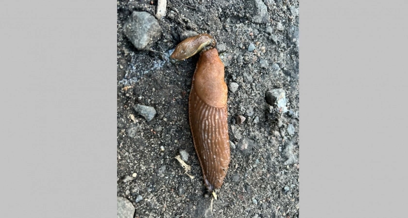 Как избавиться от муравьев, тли и слизней на огороде с помощью обычной газеты - вредители мигом покинут ваш участок