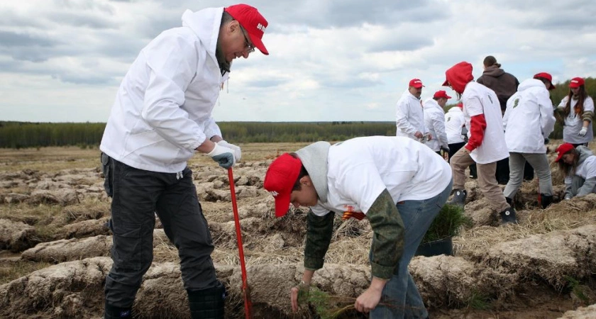 Фото к статье: Во Владимирской области появился вечнозеленый геоглиф «80 ПОБЕДА»