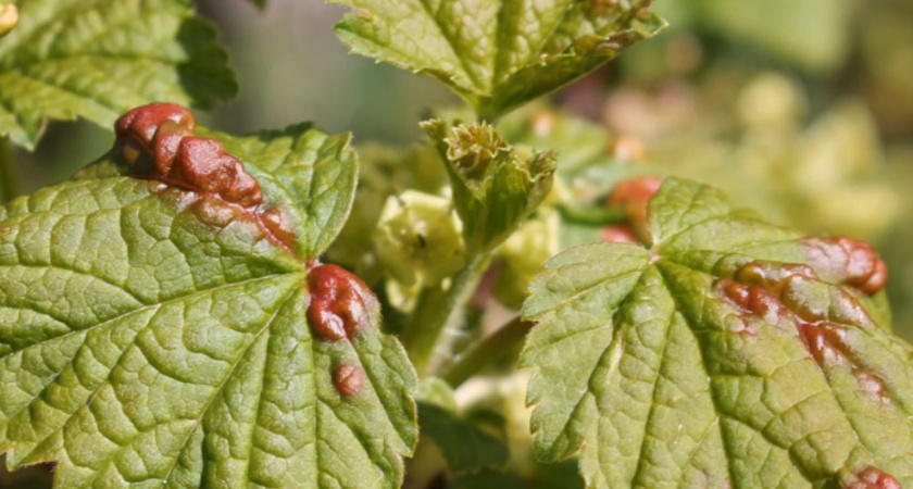 Спасаем смородину от галловой тли с помощью мыла: действенный метод борьбы с вредителем