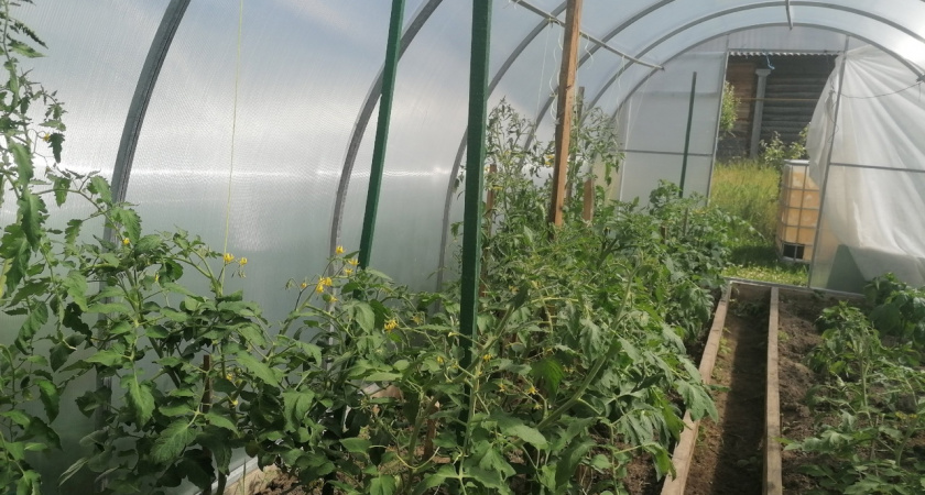 Добавляю 1 ложку в лунку, и огурцы с томатами плодоносят как "сумасшедшие" до заморозков - секрет богатого урожая